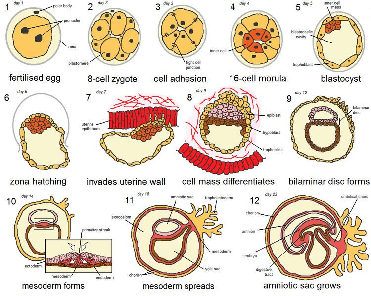 Developmental toxicity - Alchetron, The Free Social Encyclopedia