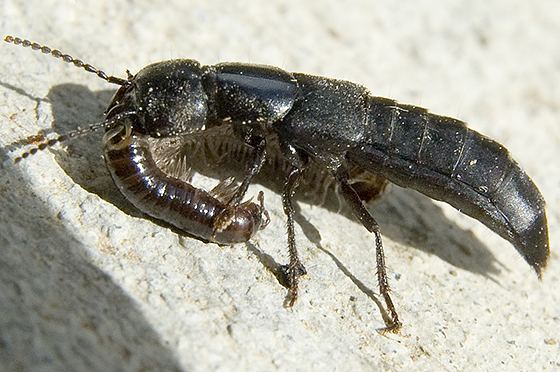 Devil's coach horse beetle Devil39s coach horse beetle with meal Tasgius ater BugGuideNet