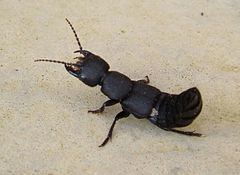 Devil's coach horse beetle httpsuploadwikimediaorgwikipediacommonsthu