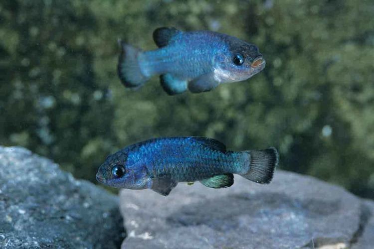 Devils Hole pupfish Devil39s Hole pupfish might be reincarnated even if it died out New