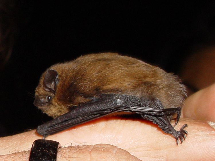 Devon Bat Group