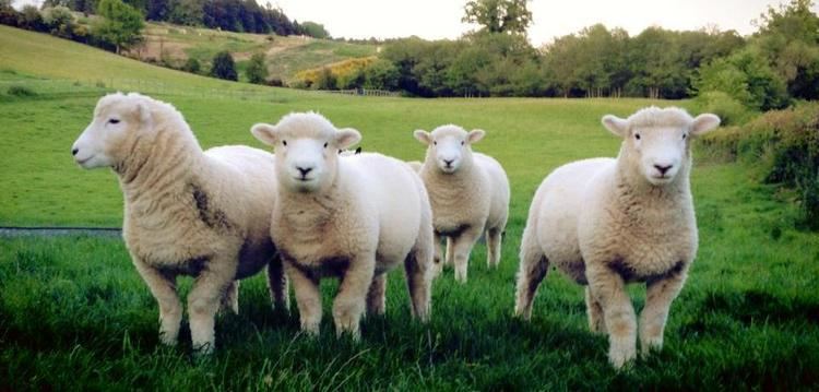 Devon Closewool Devon Closewool Sheep Breeders39 Society