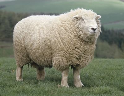 Devon Closewool The Sheep Trust