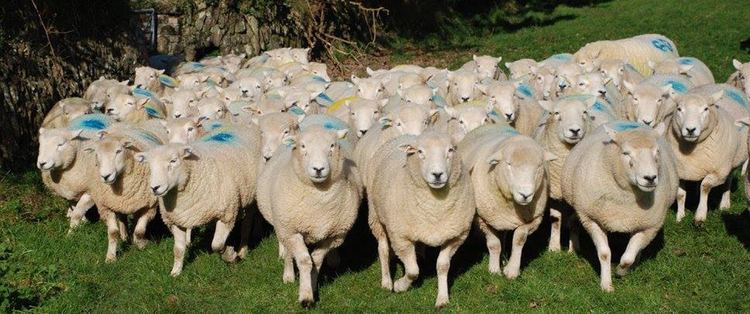 Devon Closewool Devon Closewool Sheep Breeders39 Society