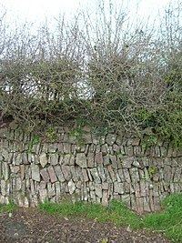 Devon hedge httpsuploadwikimediaorgwikipediacommonsthu