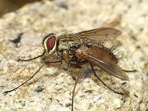 Dexia (fly) httpsuploadwikimediaorgwikipediacommonsthu