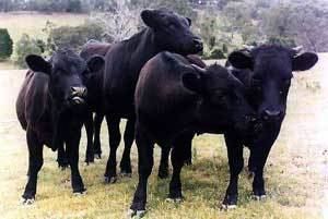 Dexter cattle Breeds of Livestock Dexter Cattle Breeds of Livestock