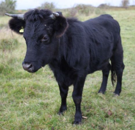 Dexter cattle Britain39s Dexter cattle Tiny breed bigflavour beef Metro News