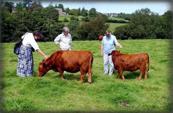 Dexter Cow Size All About Cow Photos