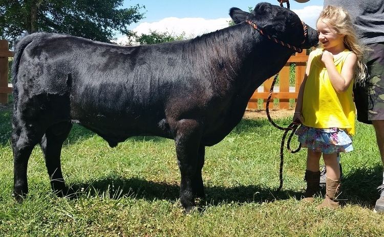 Dexter cattle Dexter Cattle Cow Bull Heifer For Sale Missouri Arkansas Kansas Oklahoma