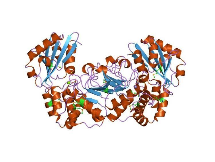 DHH phosphatase family