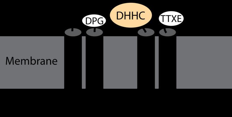 DHHC domain