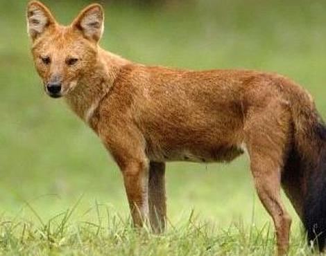 Dhole Dhole Cuon Alpinus Animals AZ Animals