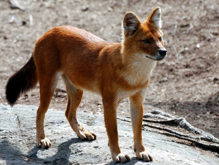 Dhole Dhole Dogs we need to know