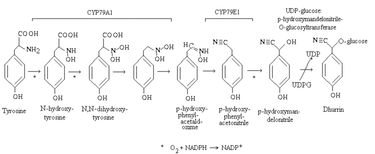 Dhurrin Dhurrin synthesis Secondary products derived from aromatic amino