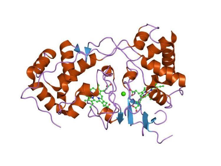 Di-haem cytochrome c peroxidase