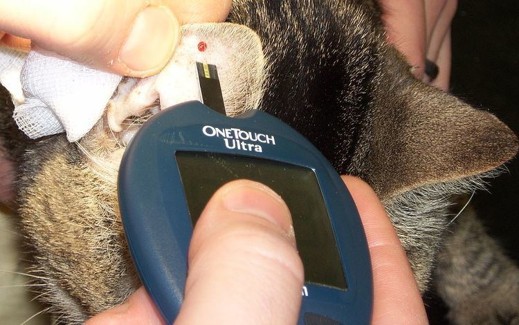 Diabetes in cats