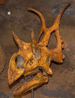 Diabloceratops httpsuploadwikimediaorgwikipediacommonsthu