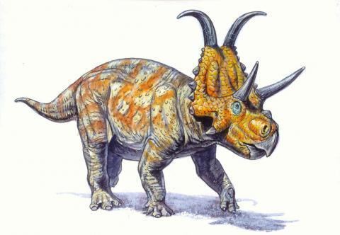 Diabloceratops Diabloceratops eatoni Natural History Museum of Utah