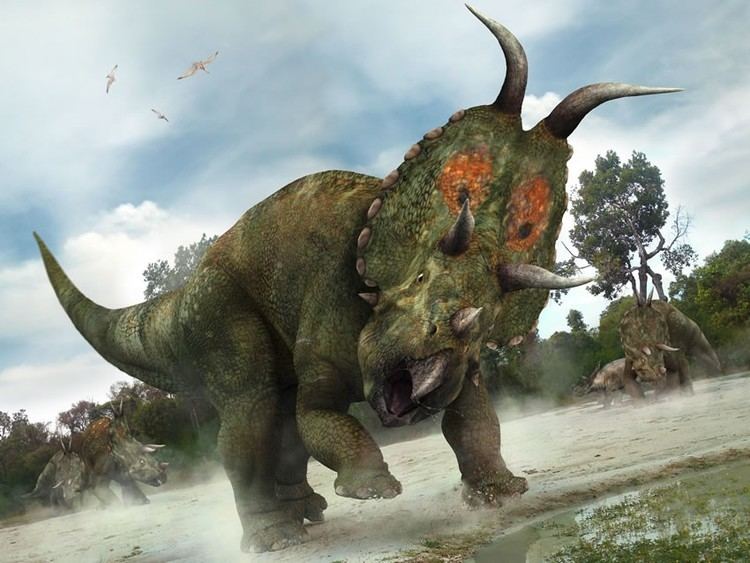 Diabloceratops Diabloceratops Pictures amp Facts The Dinosaur Database