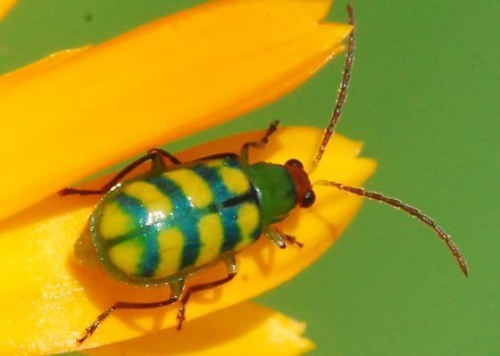 Diabrotica balteata Banded cucumber beetle for California in June Diabrotica balteata