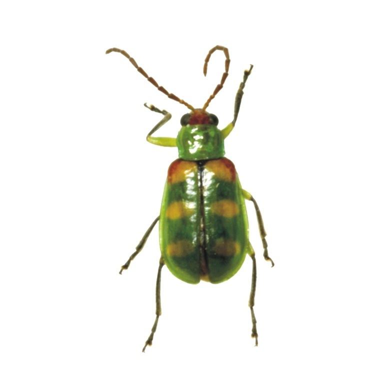 Diabrotica speciosa Fact Sheet Cucurbit beetle Citrus Pests