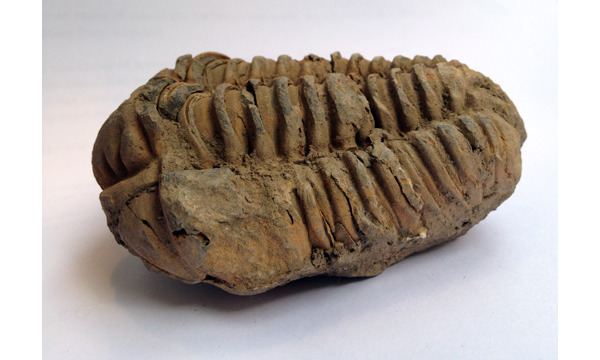 Diacalymene Diacalymene trilobite Fossils London