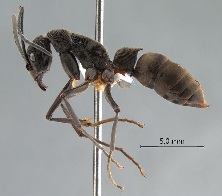 Diacamma Formicidae Ponerinae Diacamma scalpratum