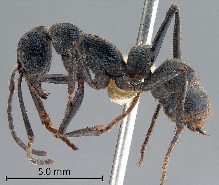 Diacamma Formicidae Ponerinae Diacamma rugosum