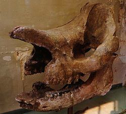 Diaceratherium httpsuploadwikimediaorgwikipediacommonsthu