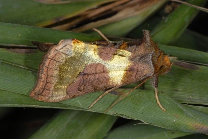 Diachrysia European Lepidoptera and their ecology Diachrysia chrysitis