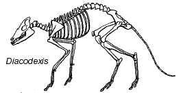 Diacodexis Palaeos Vertebrates artiodactyla Cetartiodactyla Artiodactyla