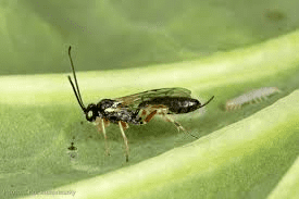 Diadegma Diadegma Diadegma semiclausum Biological Services Australia