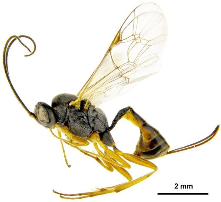 Diadegma Diadegma Factsheets Landcare Research