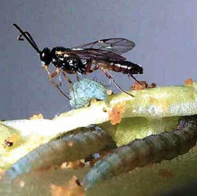 Diadegma Diadegma insulare a wasp parasitoid