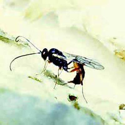 Diadegma Diadegma insulare a wasp parasitoid