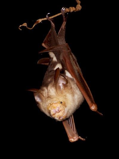 Diadem leaf-nosed bat wwwecologyasiacomimagesdefdiademroundlfeafb