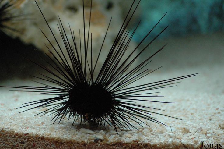 Diadema antillarum Diadema antillarum long spine sea urchin Caribbean Pinterest
