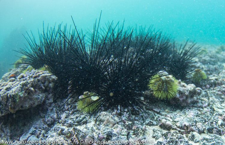 Diadema mexicanum Diadema mexicanum Needle sea urchin Lytechinus semitub Flickr