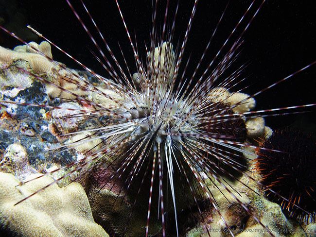 Diadema savignyi Hawaii sea urchins