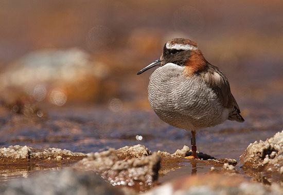 Diademed sandpiper-plover Sandpiper or plover Or both A field report from Chile Video