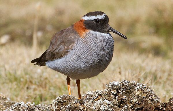 Diademed sandpiper-plover Surfbirds Online Photo Gallery Search Results