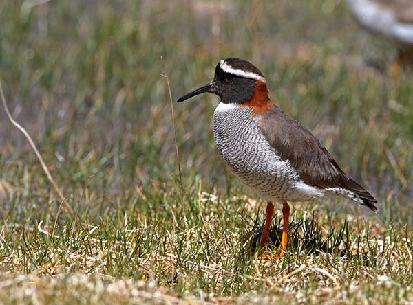 Diademed sandpiper-plover Surfbirds Online Photo Gallery Search Results