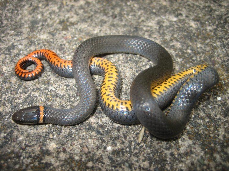 Diadophis punctatus arnyi Prairie Ringneck Snake Diadophis punctatus arnyi Reptiles and