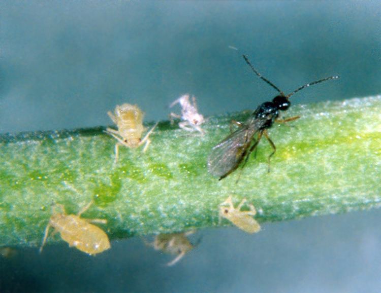 Diaeretiella rapae Featured insects