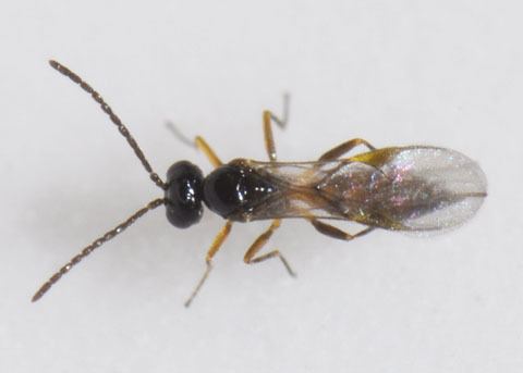 Diaeretiella rapae Braconid Wasp Diaeretiella rapae