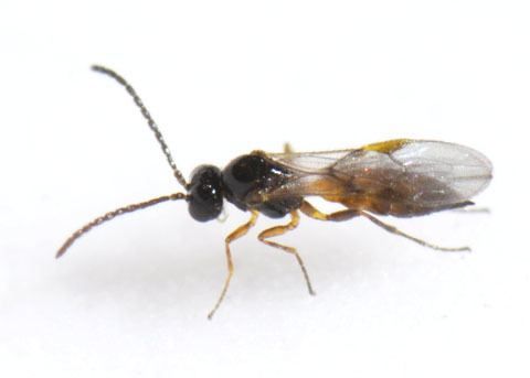 Diaeretiella rapae Braconid Wasp Diaeretiella rapae