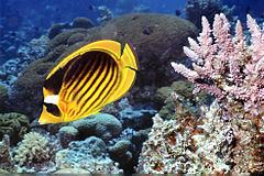 Diagonal butterflyfish httpsuploadwikimediaorgwikipediacommonsthu