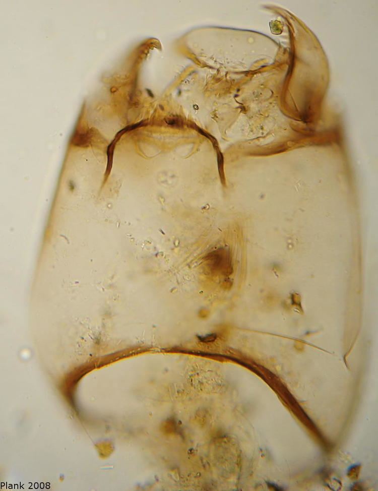 Diamesinae Diamesinae indet 4 Chironomidae Project