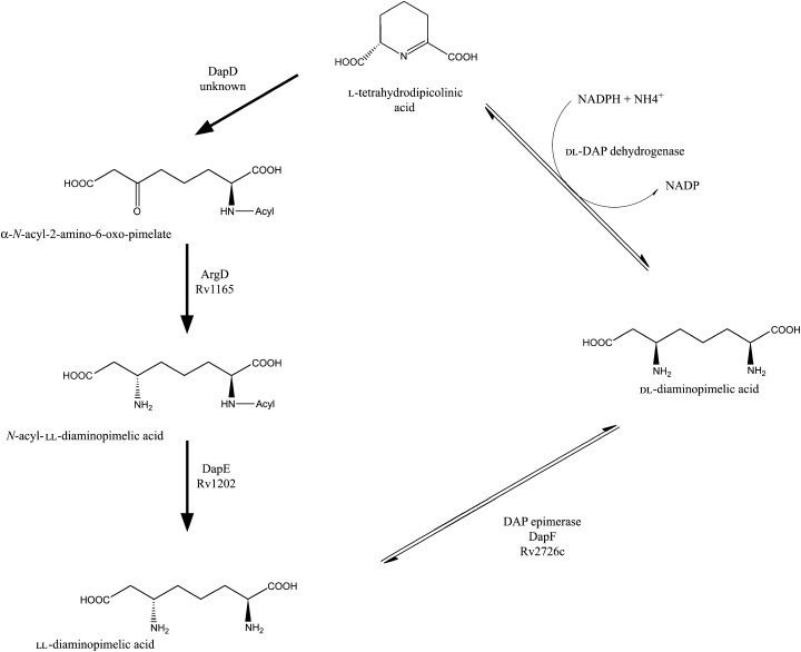 Diaminopimelic acid Potential pathways to mesodiaminopimelic acid biosynthesis